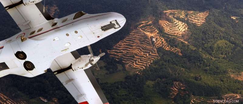 Urgent Ecosystem Restoration Needed in Fragmented Rainforests