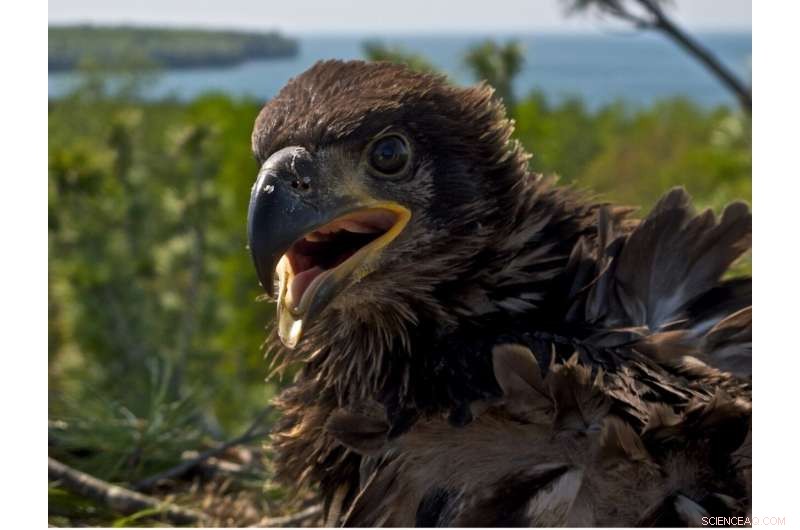 Bald Eagles Exhibit Declining Bioaccumulation of Discontinued Fire Retardants