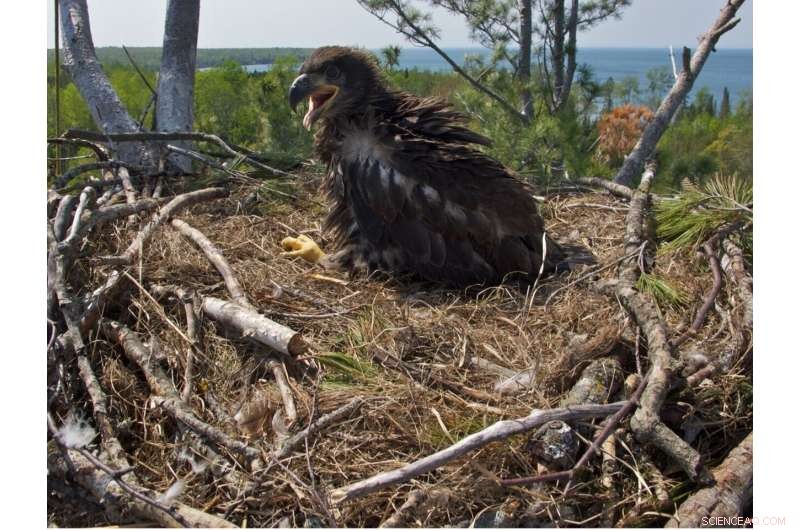 Bald Eagles Exhibit Declining Bioaccumulation of Discontinued Fire Retardants