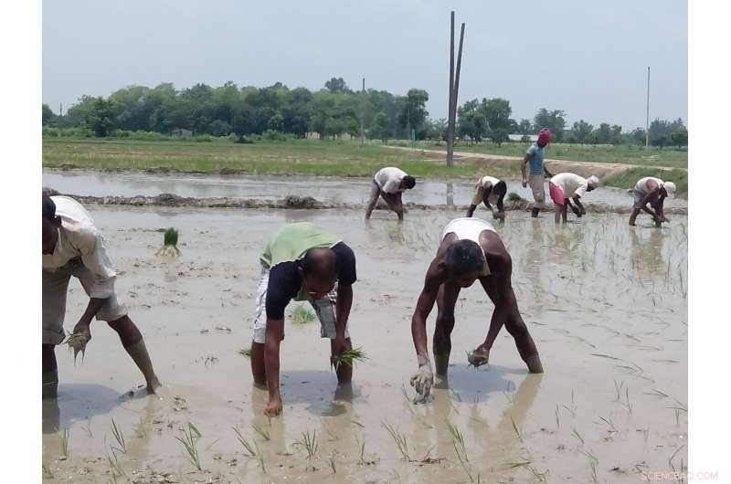 Adapting India s Rice Production to Climate Change: Strategies for Resilience