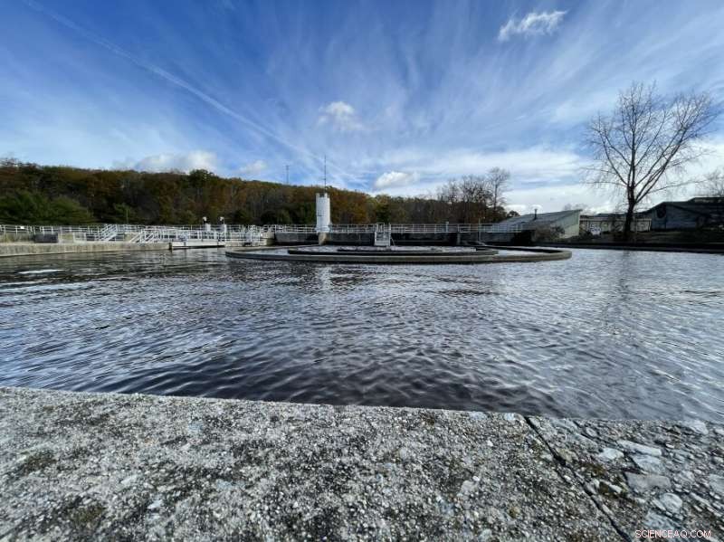 Using Filter-Feeding Bivalves to Remove Microplastics from Water