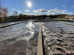 Using Filter-Feeding Bivalves to Remove Microplastics from Water