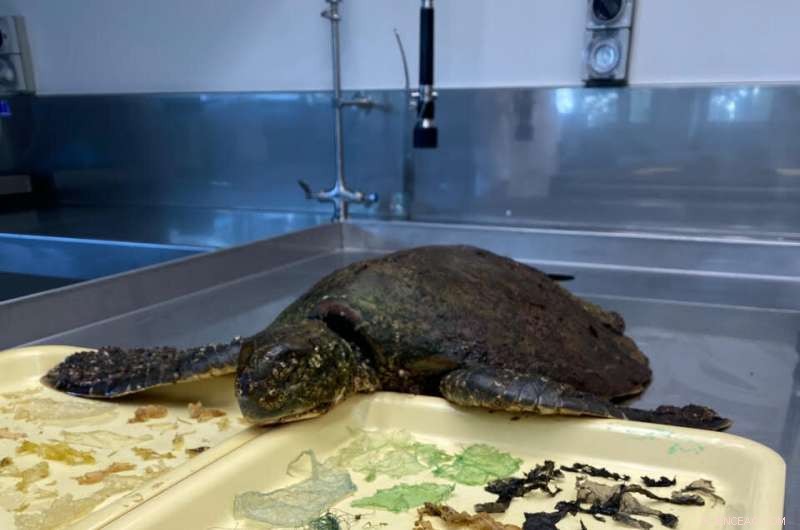 COVID Waste: How Archaeologists Can Guide Sustainable Environmental Policy