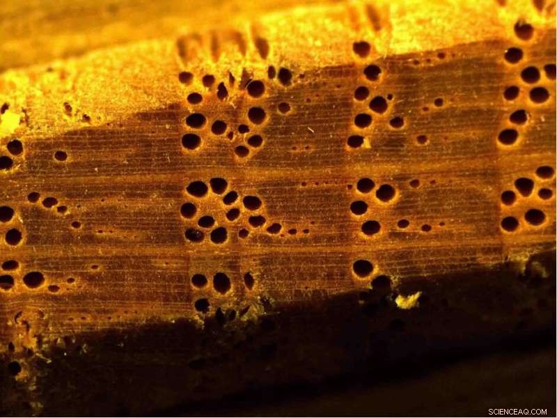 2015–2024 European Summer Droughts: Unprecedented Severity in Two Millennia