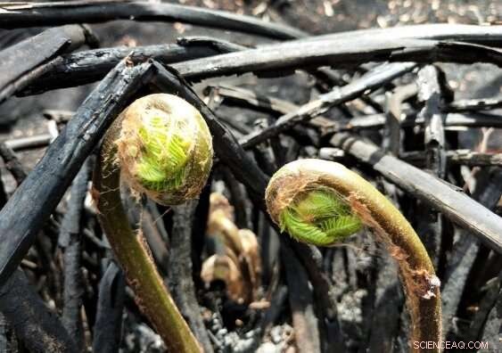 Citizen Scientists Accelerate Post-Bushfire Recovery with Thousands of Observations
