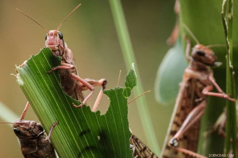 UN Warns of Escalating Threats to Agriculture from Locusts and Fires