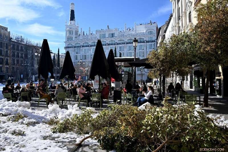Record Snowfall in Madrid Leaves Trees Severely Damaged