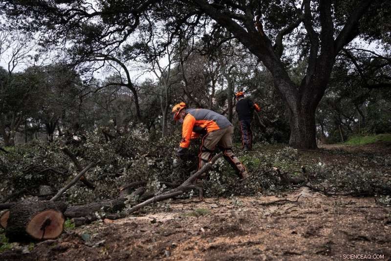 Record Snowfall in Madrid Leaves Trees Severely Damaged