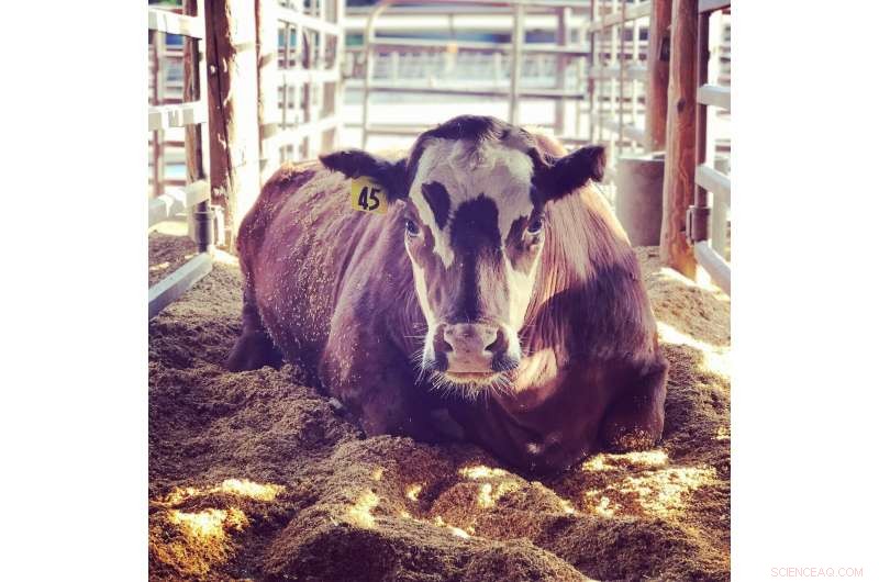 Seaweed in Beef Cattle Feed Cuts Methane Emissions by 82%