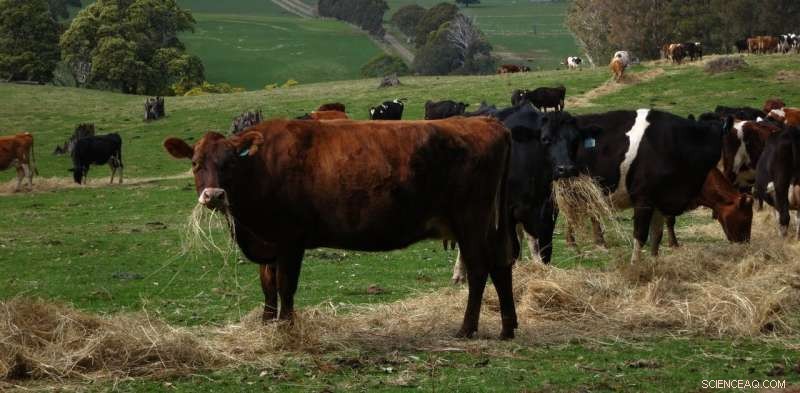 Adding Seaweed to Cows’ Diet Cuts Methane Emissions—A Simple, Proven Climate Solution