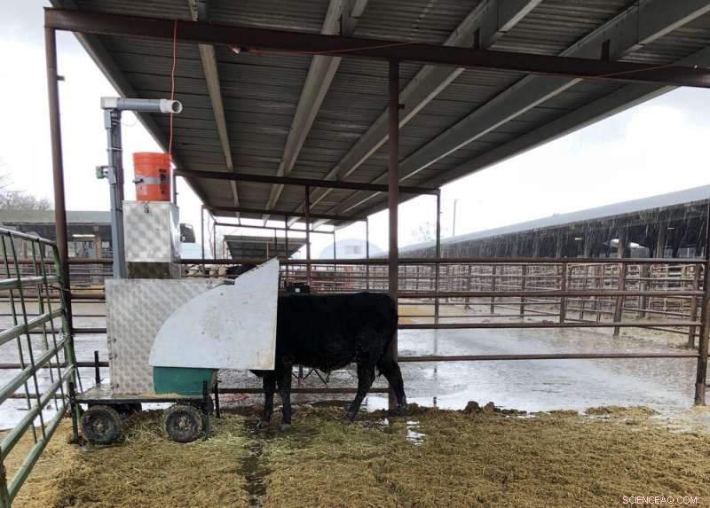 Adding Seaweed to Cows’ Diet Cuts Methane Emissions—A Simple, Proven Climate Solution