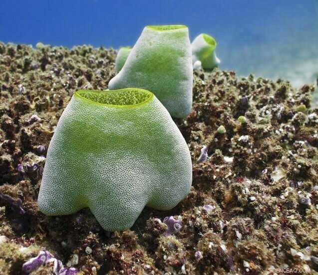 Impact of Climate Change on Antarctic Sea Squirts: New Findings