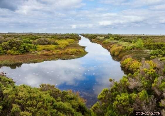 Engineering Bio‑Tide Systems to Safeguard Coastal Wetlands from Rising Seas