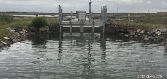 Engineering Bio‑Tide Systems to Safeguard Coastal Wetlands from Rising Seas