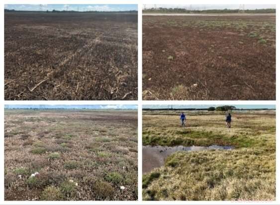 Engineering Bio‑Tide Systems to Safeguard Coastal Wetlands from Rising Seas