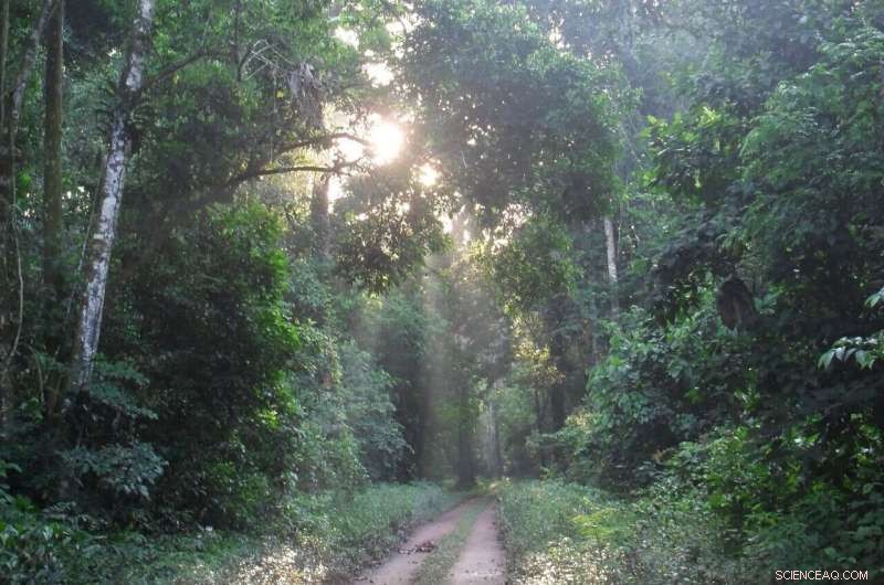 Amazon Reforestation Faces Climate and Human Threats to Carbon Capture