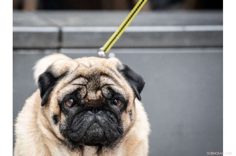 Carbon Footprint of Pets: Are Dogs a Planet‑Warming Threat?