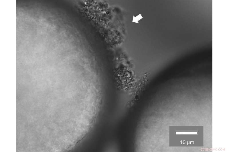 Microplastics Harbor Pathogens: New Research Links Them to Antibiotic-Resistant Bacteria