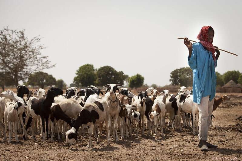 Integrating Indigenous and Scientific Insights Boosts Sahel Fire Management