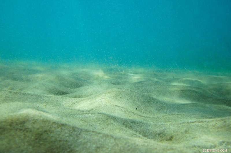 Deep-Seafloor Nutrients Drive Global Food Chain Dynamics