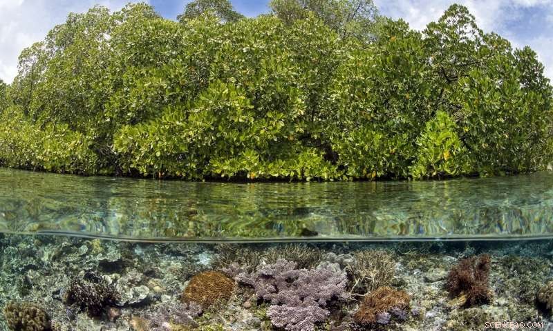 Mangrove Trees: Nature s Multitalented Guardians for a Sustainable Future