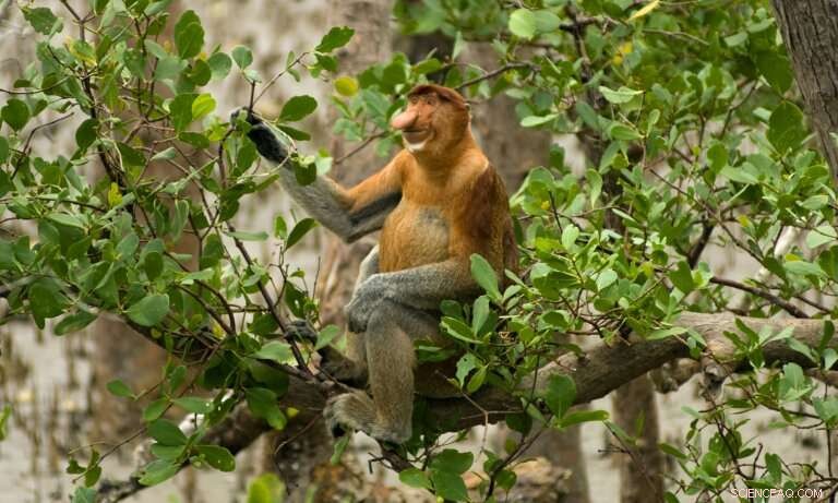 Mangrove Trees: Nature s Multitalented Guardians for a Sustainable Future
