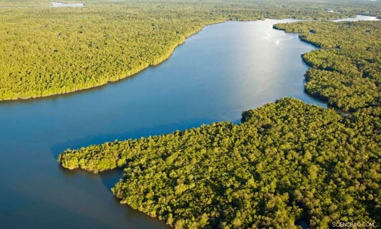 Mangrove Trees: Nature s Multitalented Guardians for a Sustainable Future