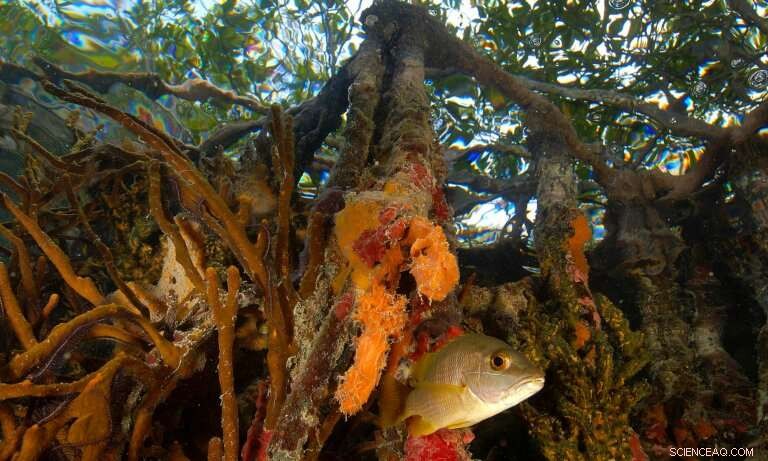 Mangrove Trees: Nature s Multitalented Guardians for a Sustainable Future
