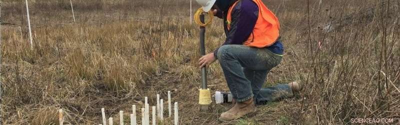 UMD Unveils Real-Time Imaging Technology for Wetland Soil Activity