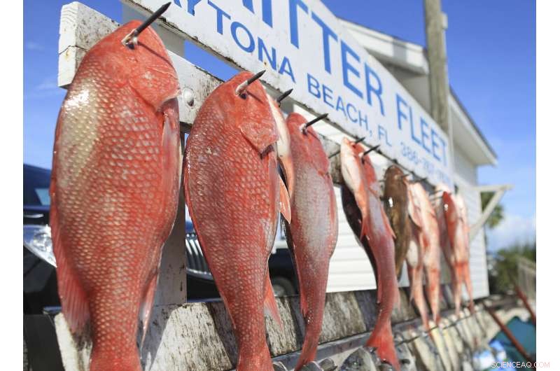 New Research Shows Gulf of Mexico Red Snapper Population Triples Previous Estimates