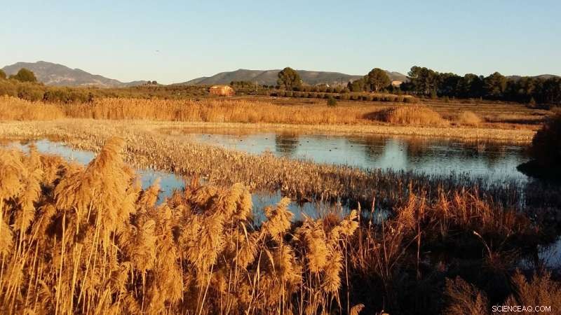 Scientists Refine Hydrological Algorithm for Mediterranean Wetlands