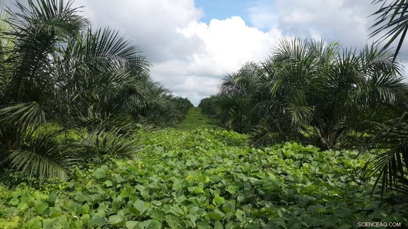 Expanding Palm Oil Production Without Deforesting Rainforests or Peatlands