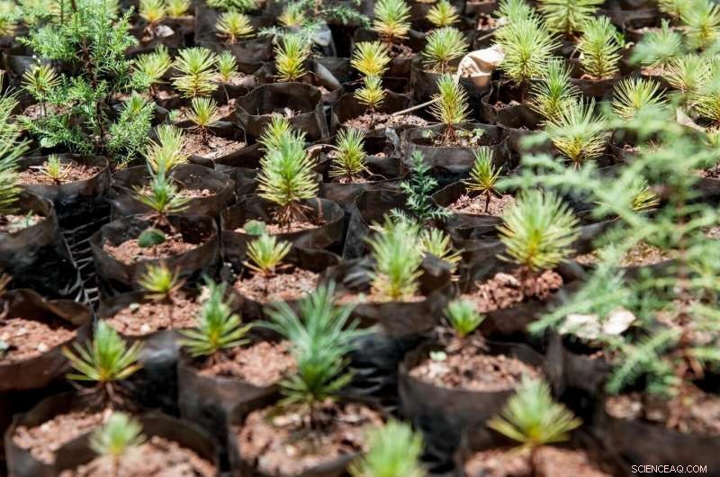 Prioritizing Diversity, Not Scale, in Forest Restoration Yields Cost‑Effective Long‑Term Success