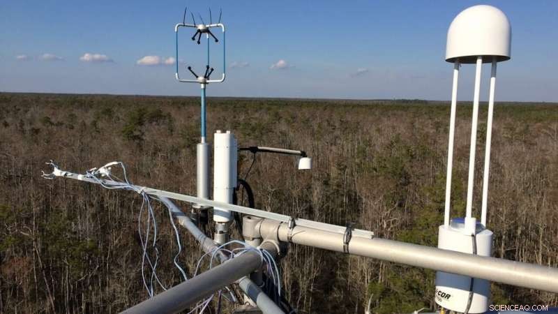 Coastal Forest Management Shapes the Water Cycle