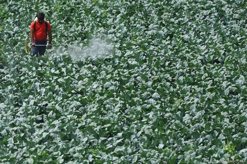One-Third of Global Farmland Faces High Risk of Pesticide Pollution