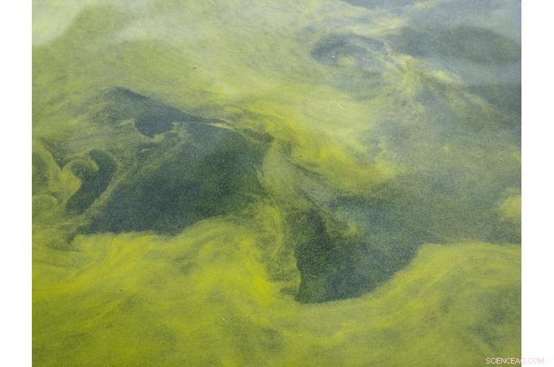 Why a Bottom‑Up Approach Is Essential for Studying Freshwater Cyanobacteria Blooms