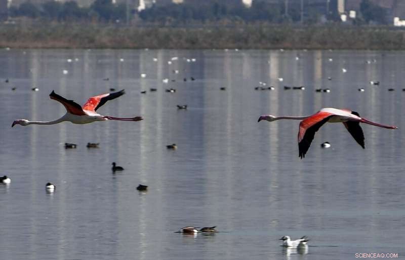 Flamingos Navigate Around Waste in Tunisia s Vital Sijoumi Wetland