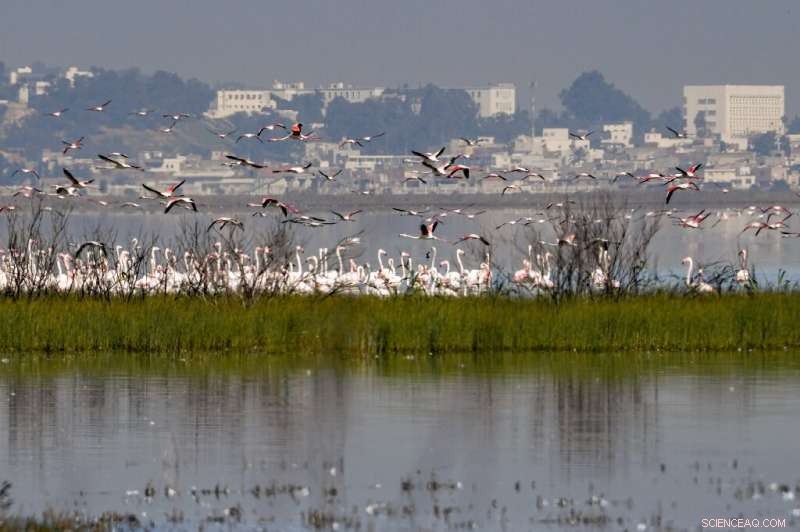 Flamingos Navigate Around Waste in Tunisia s Vital Sijoumi Wetland