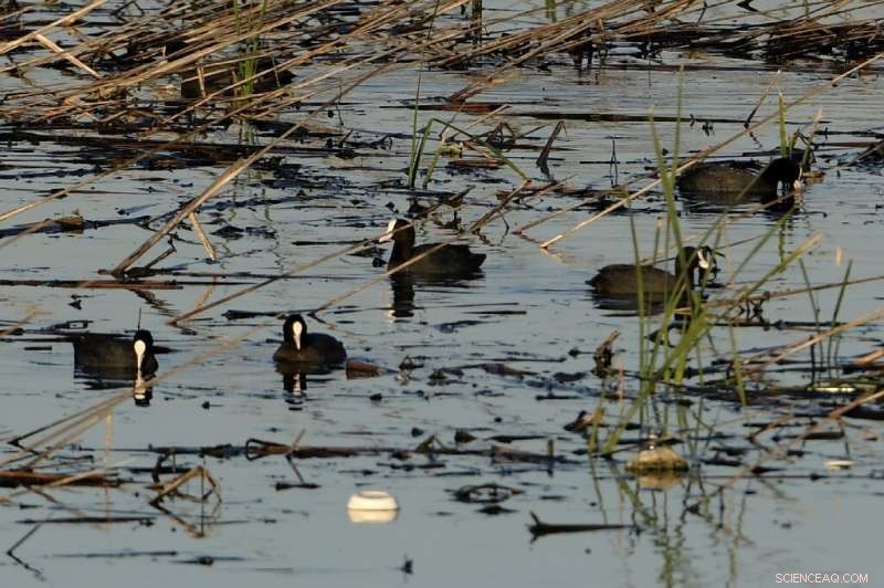 Flamingos Navigate Around Waste in Tunisia s Vital Sijoumi Wetland