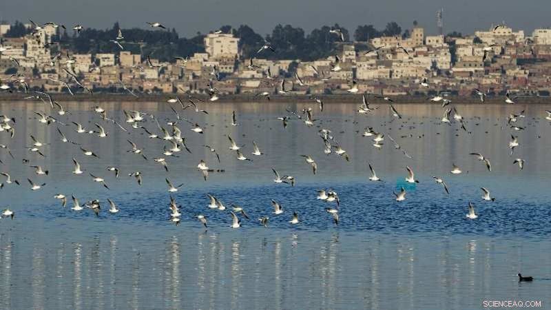 Flamingos Navigate Around Waste in Tunisia s Vital Sijoumi Wetland