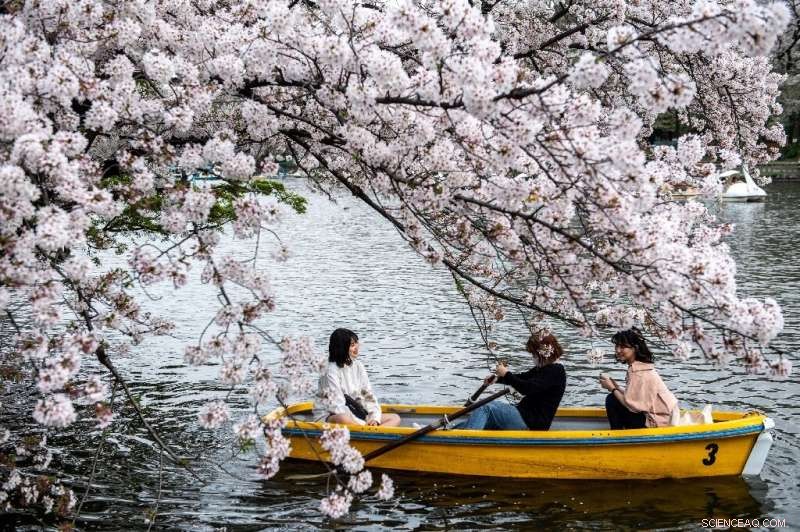 Japan Records Record-First Cherry Blossom Bloom Amid Rising Temperatures