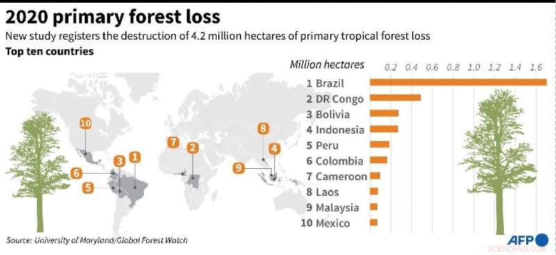 2020 Sees Dramatic Surge in Virgin Forest Loss