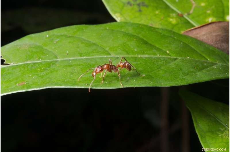 Thicker-Leafed Tropical Plants Thrive with Rising CO₂—Positive Implications for Climate Adaptation
