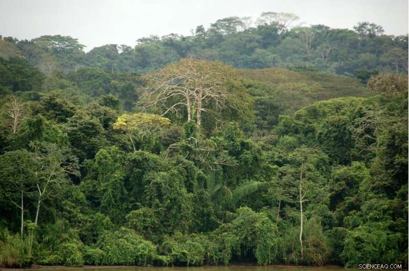 Thicker-Leafed Tropical Plants Thrive with Rising CO₂—Positive Implications for Climate Adaptation