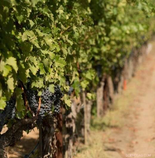 Effective Strategies to Mitigate Climate Change Impact on Grape Production