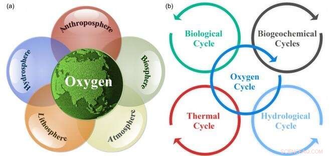 The Role of the Oxygen Cycle in Earth s Evolving Habitability