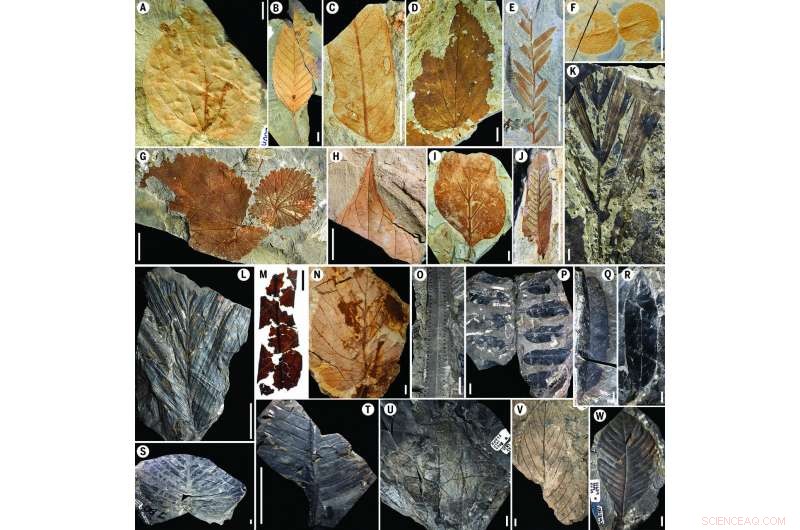 From Impact to Biodiversity: How the Chicxulub Event Shaped Today’s Rainforests