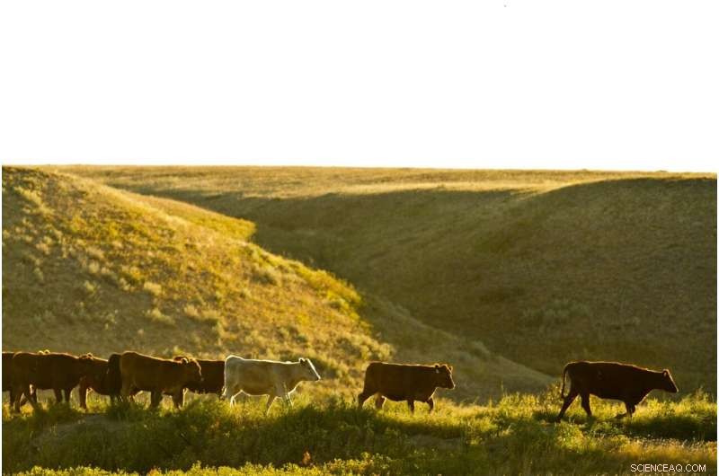 Cut Beef Production Emissions: Proven Land Management & Efficiency Tactics
