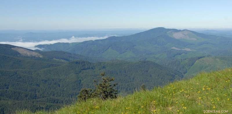 Combat Climate Change Effortlessly: Preserve Mature Trees