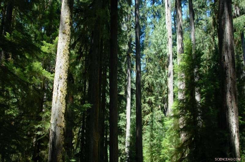 Combat Climate Change Effortlessly: Preserve Mature Trees